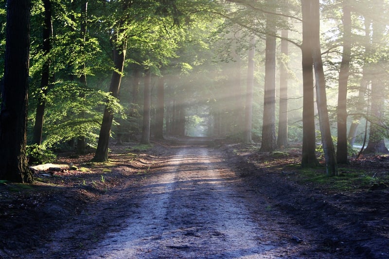 Savannah Trails